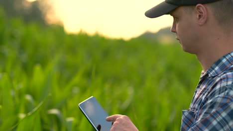 Close-up:-hands-engineer-agronomist-with-a-tablet-computer-inspect-plants-in-the-fields-on-a-modern-farm-at-sunset